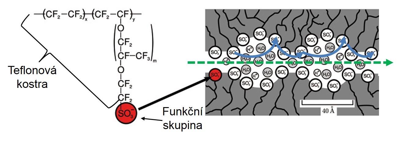 Obrázek 3 Složení membrány a princip transportu protonu